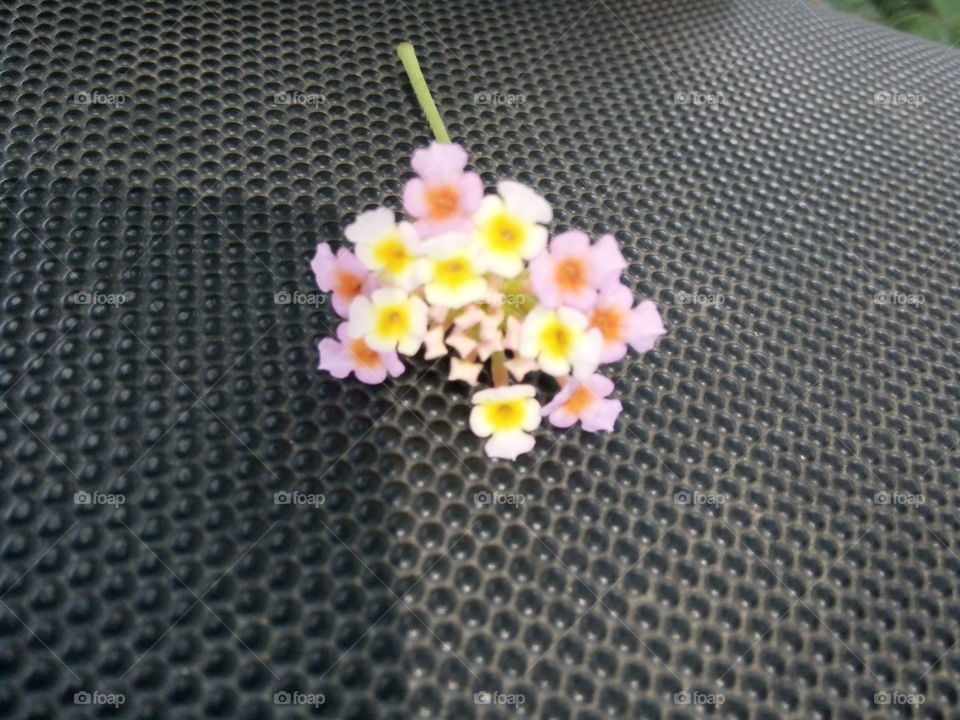 flower,flower picture,best lovely flower picture,A great photo, a photo for everyone,a memorable photo,a no. photo,a cherished photo,a beautiful photo,a great photo for the best people,a sample of beautiful photography