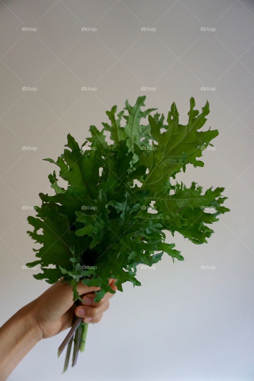 Hand holding bouquet of kale