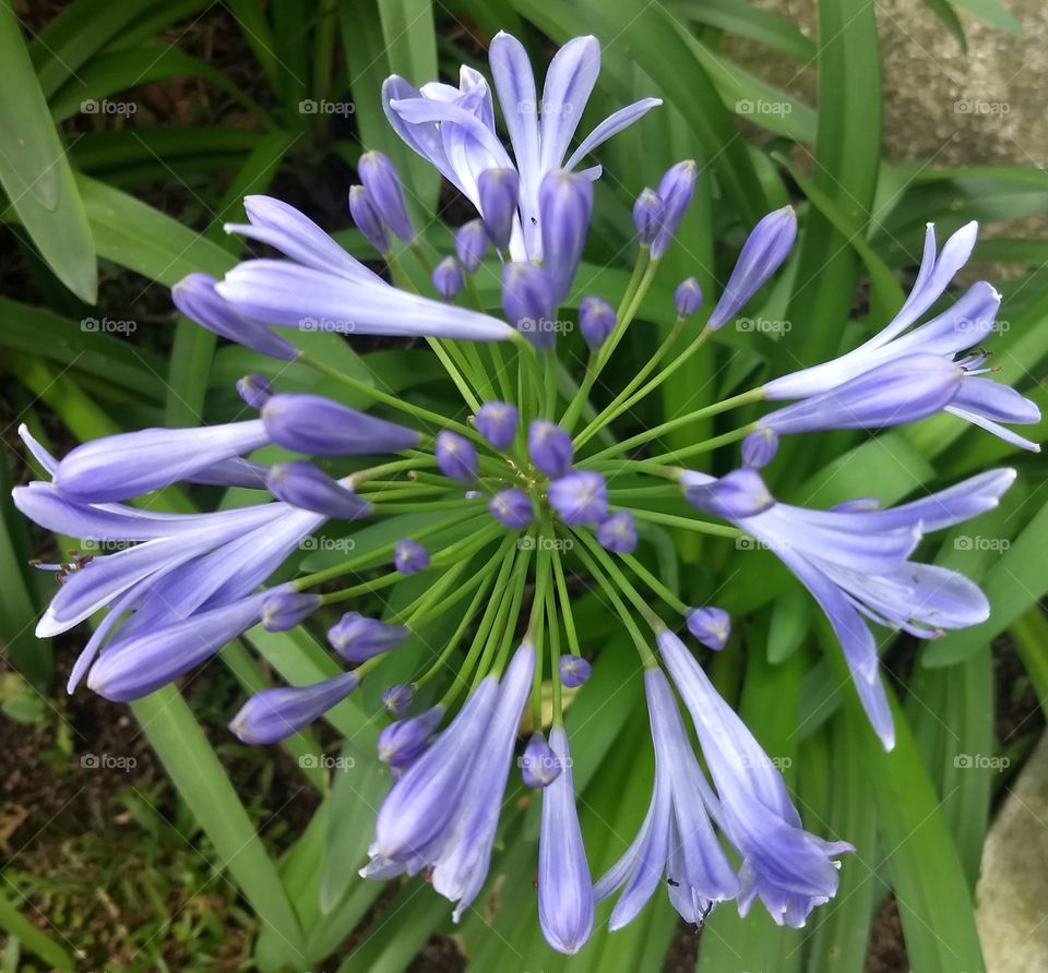 Agapanthus 💜