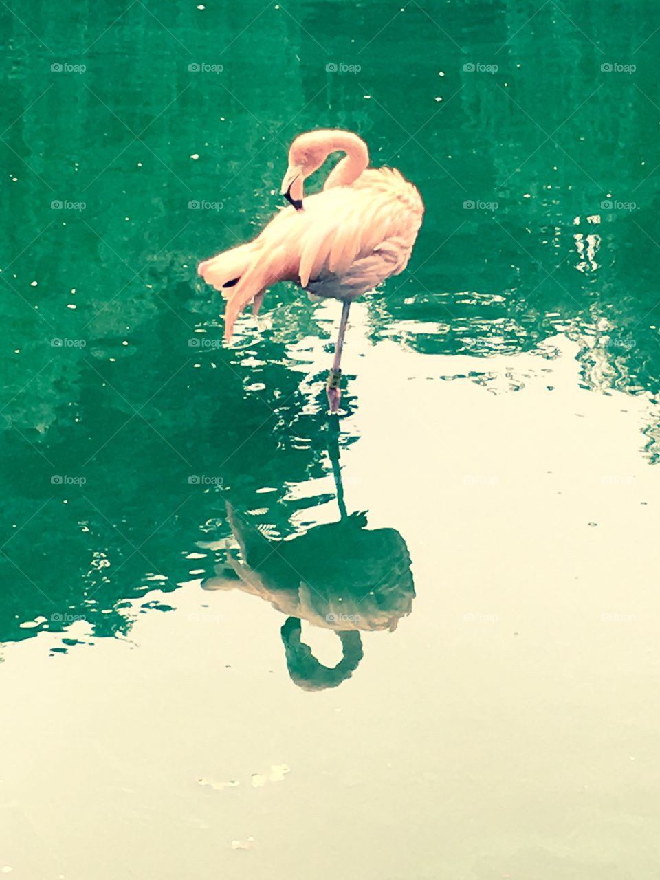 An edited, colorful picture of a single flamingo standing in water, taken at a zoo 
