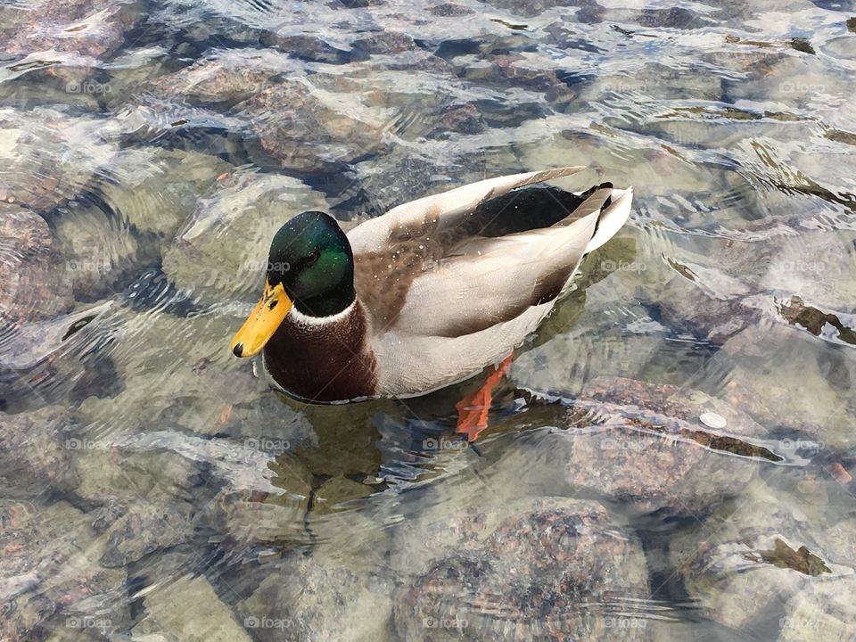 Mallard Duck