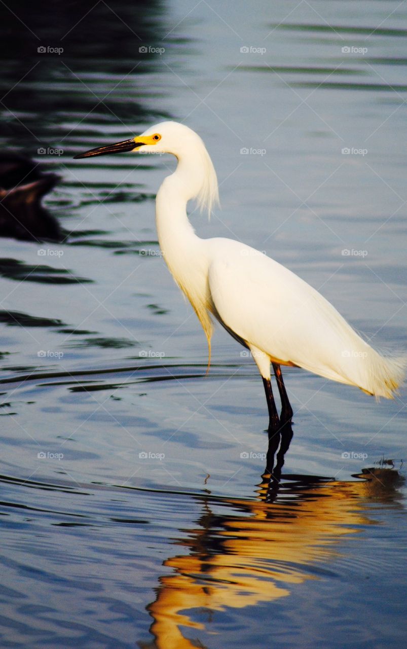 Egret on water