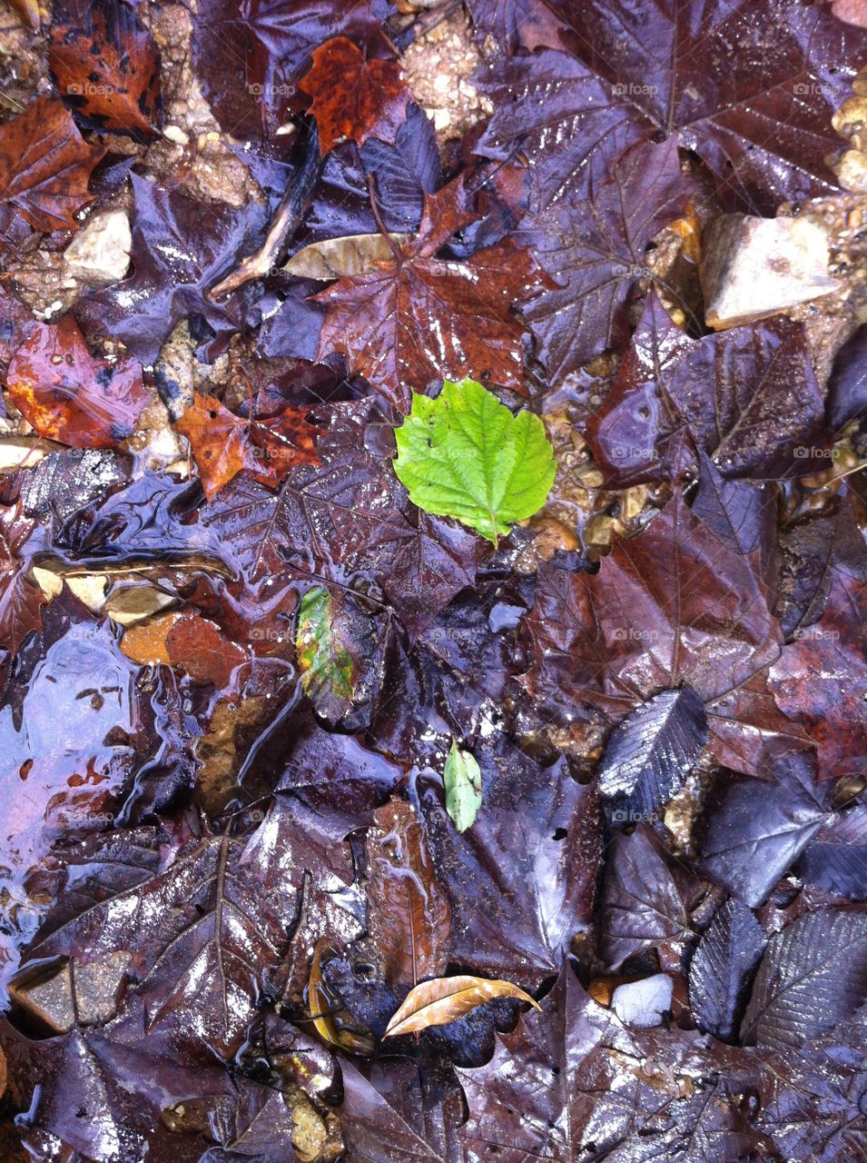 Little green leaf. Sole green leaf on rocks in a babbling brook