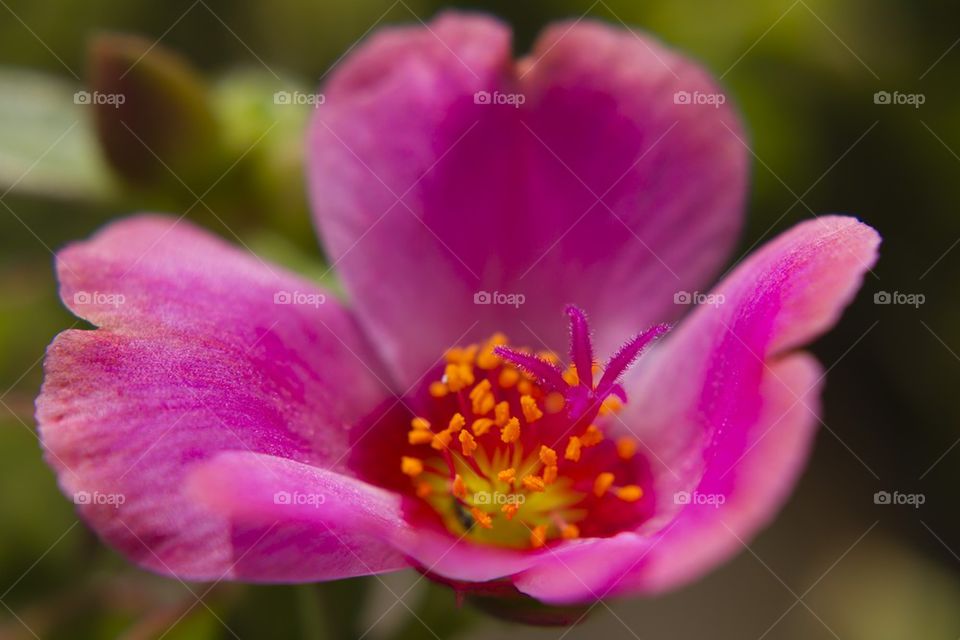 Pink Flower Close Up
