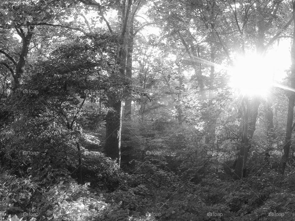 Light streaming in morning woods