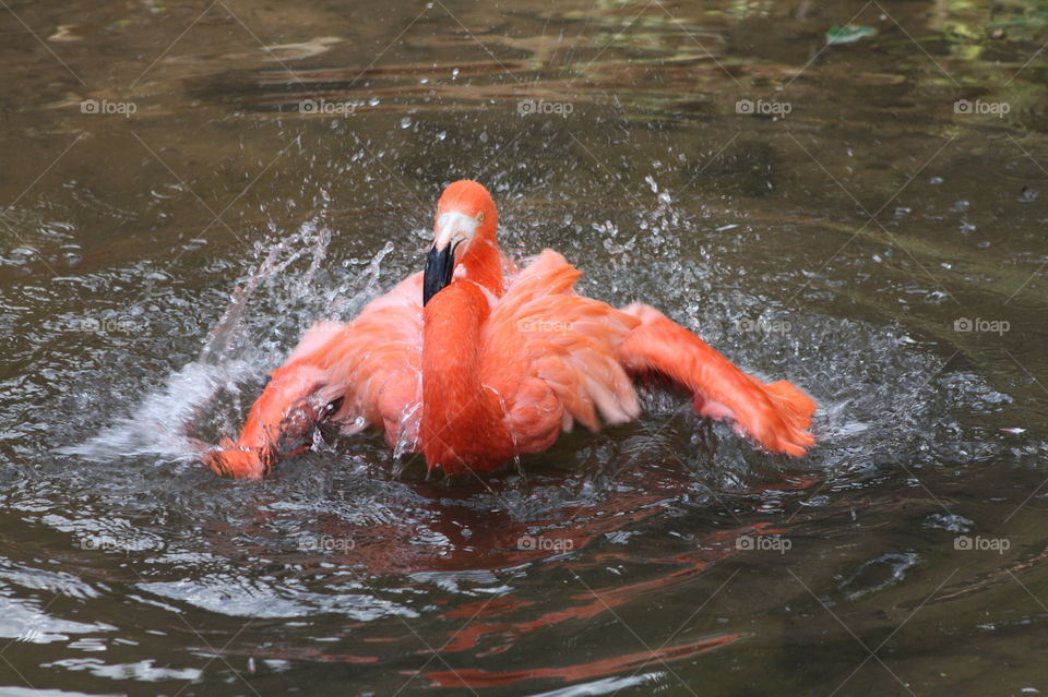 Flamingo taking a bath in the pond bright pink wildlife bird tropical Florida Orlando Park 