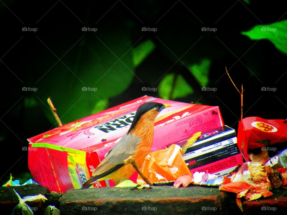 The brahminy myna or brahminy starling (Sturnia pagodarum) is a member of the starling family of birds. It is usually seen in pairs or small flocks in open habitats on the plains of the Indian subcontinent.