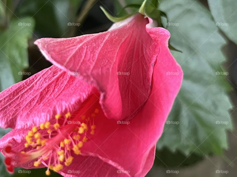 📸Capture the Power of Complementary Colors 