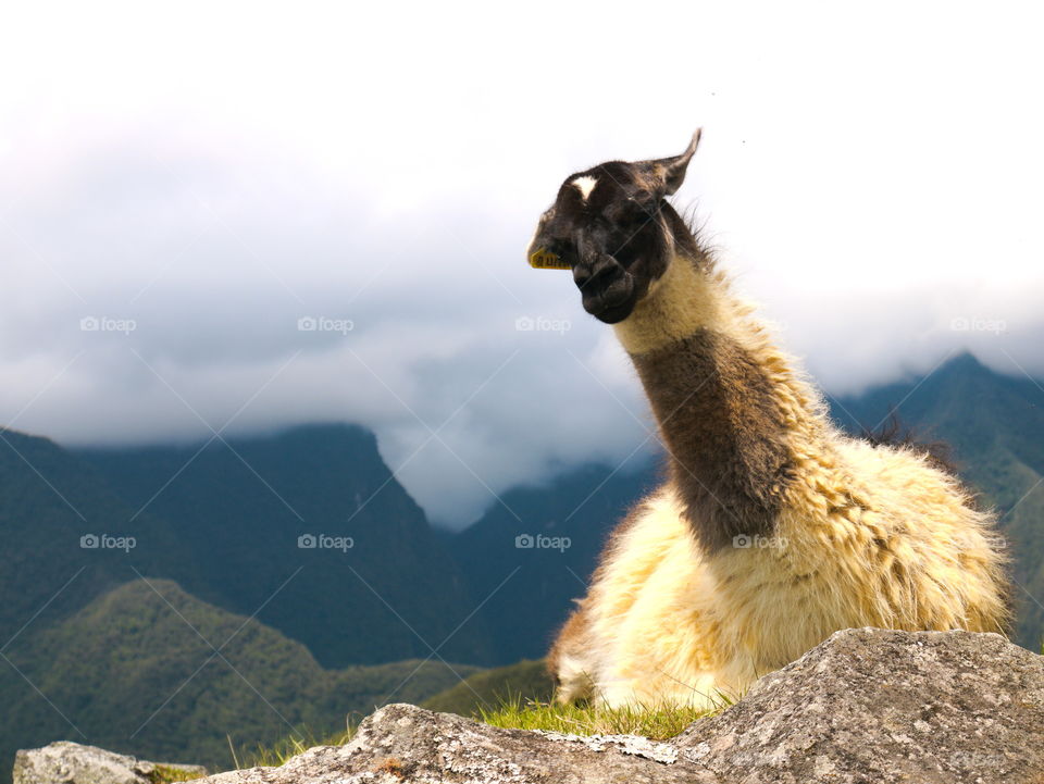 Portrait of Lama in Machu Picchu, Peru