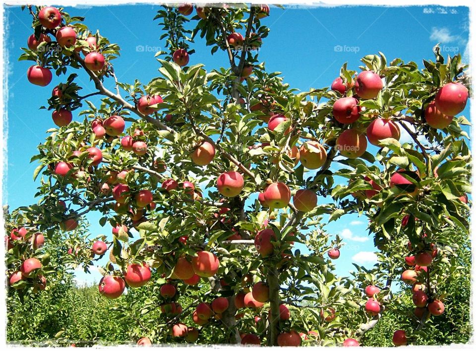 Apple Tree