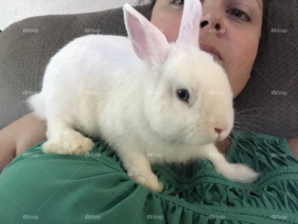 Blue eye White bunny 