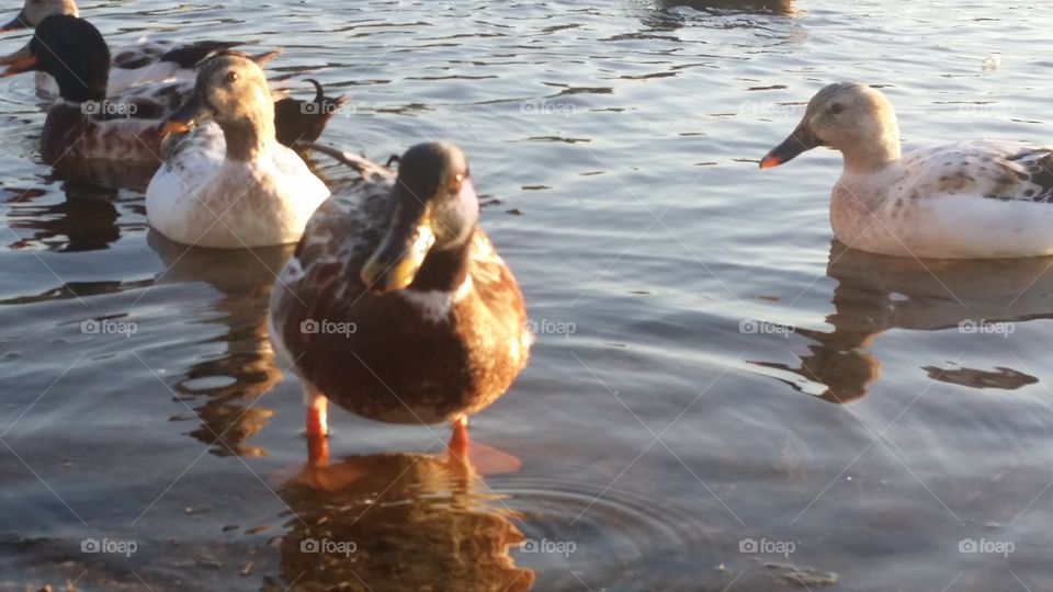 ducks