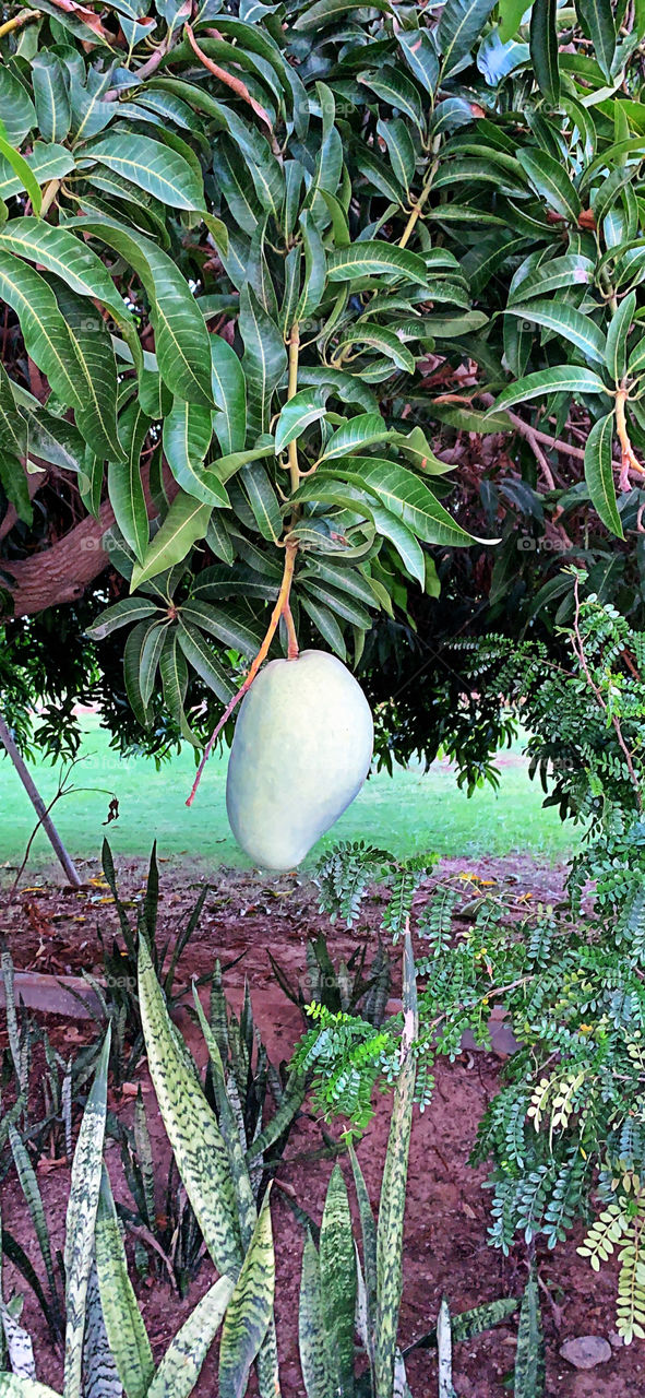 Huge mango