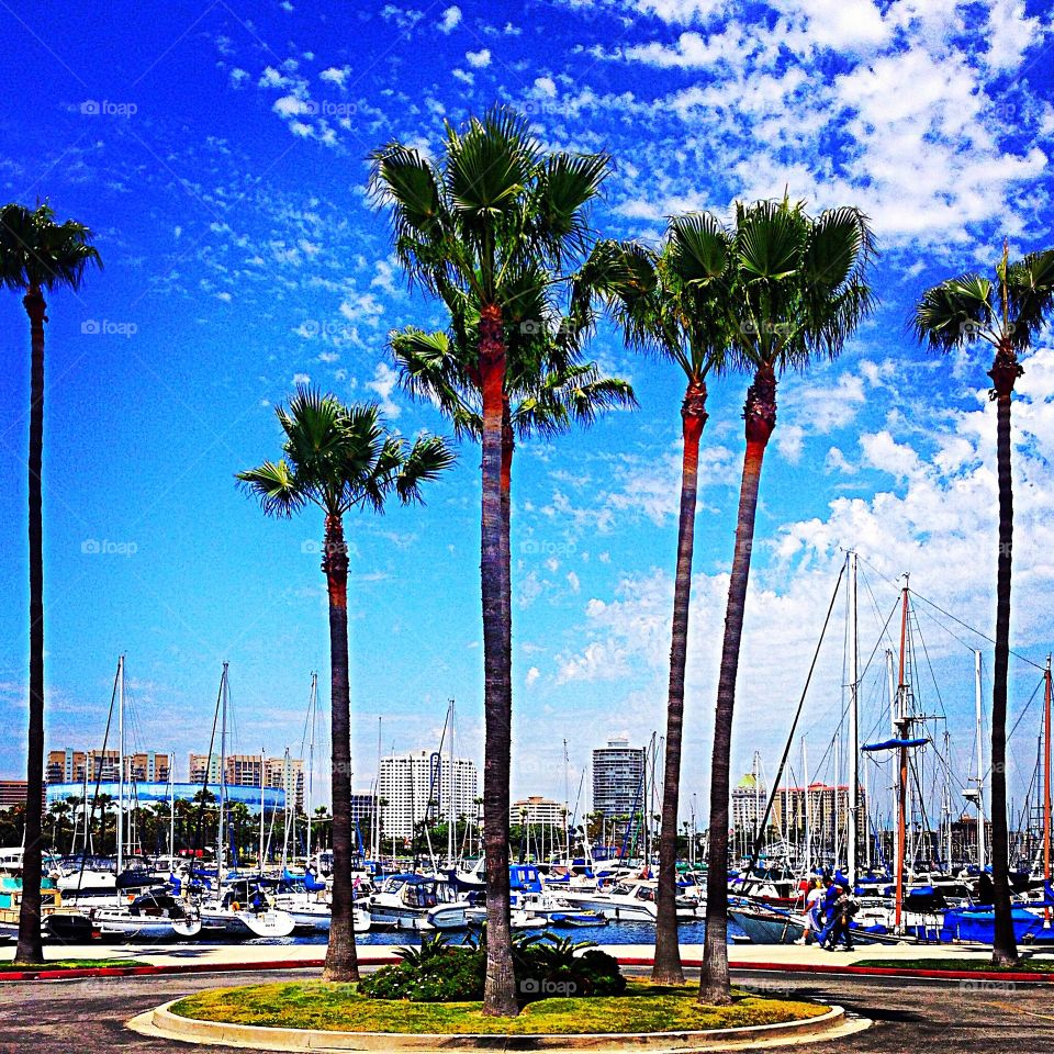 Marina in Long beach 