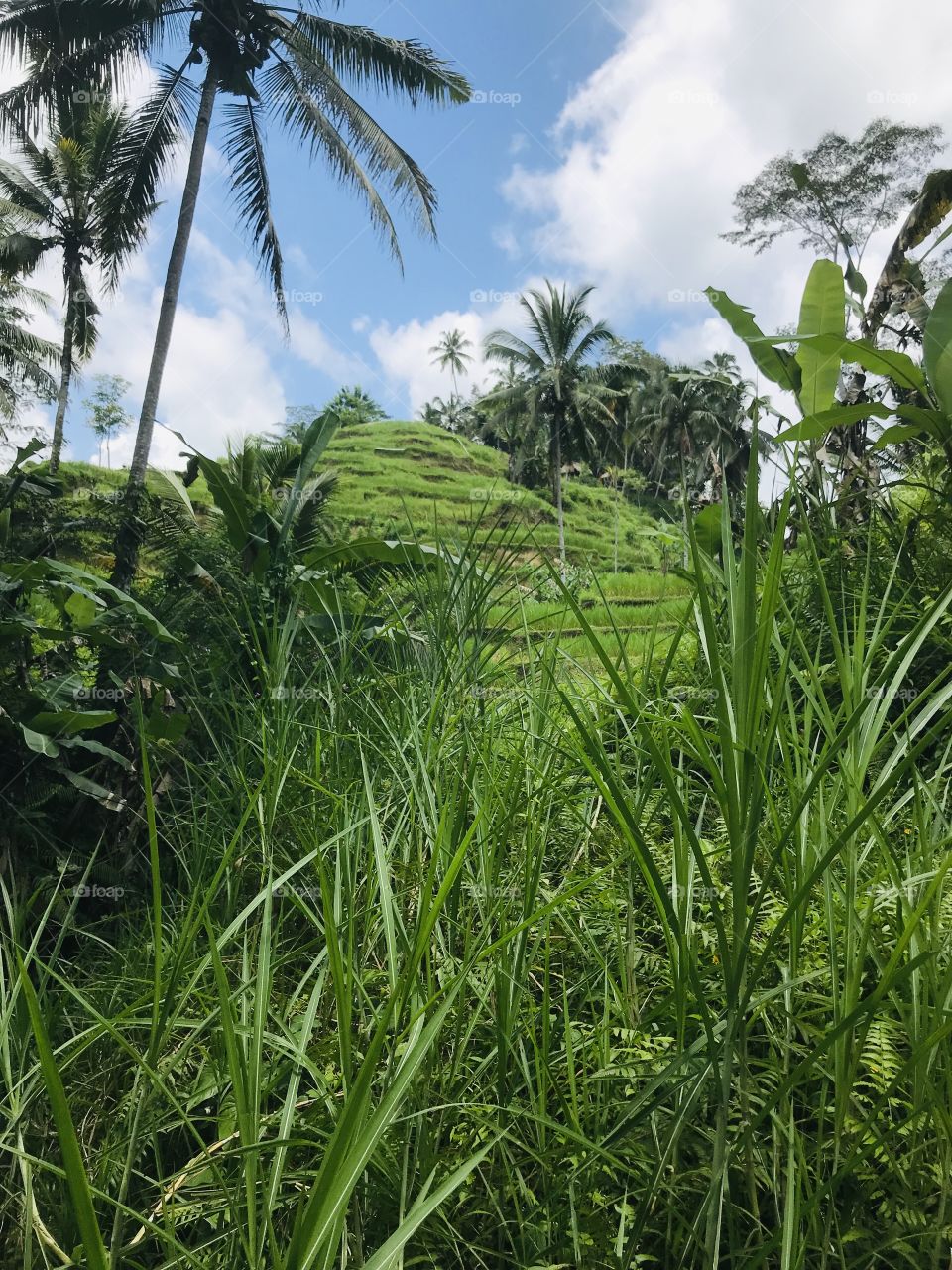 Rice Field Adventures