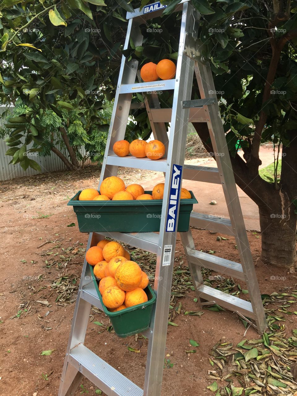 Picking oranges