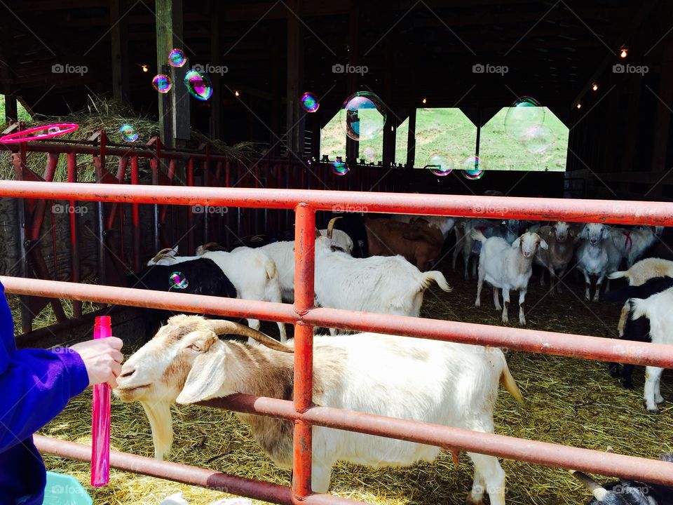 Bubbles and goats