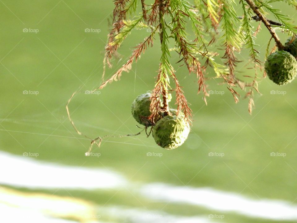 Bald cypress conifer tree (Taxodium Distichum) decorative fruit ball shaped green cones beautifully hanging down and branches green and brown needles seen with the sunset light by the water.