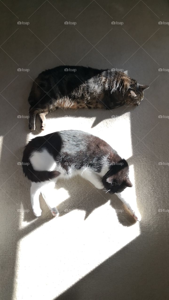 Cats in the sun