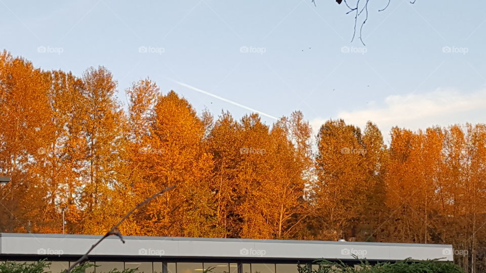 oranges and yellows of autumn trees