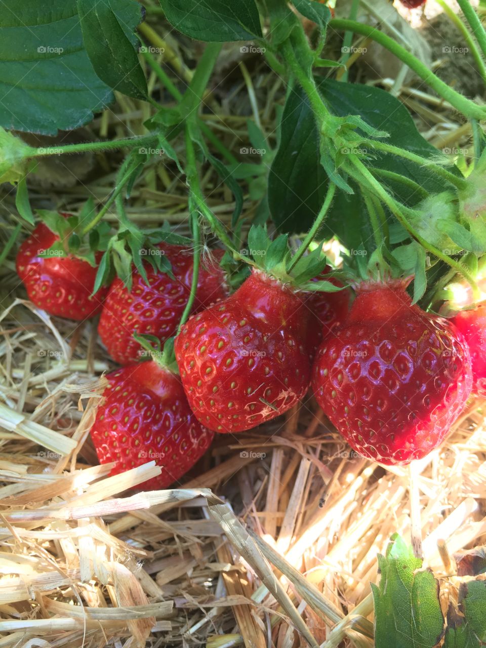 Strawberries