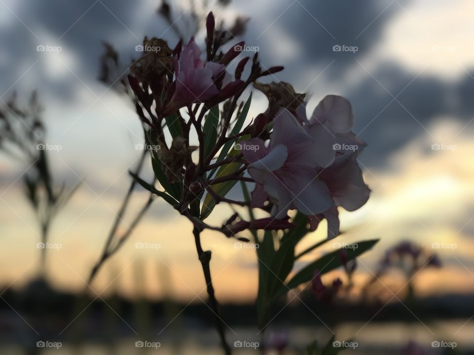 Flowers go hand in hand with sunsets.