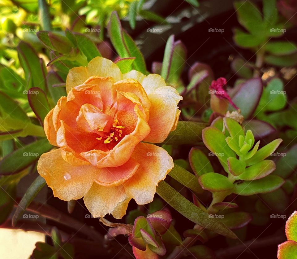 Portulaca grandiflora