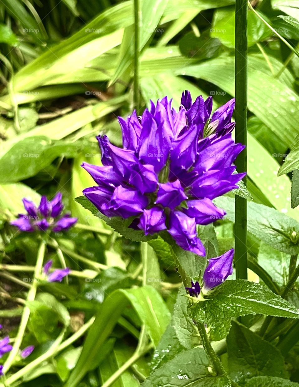 The bell is clustered blue