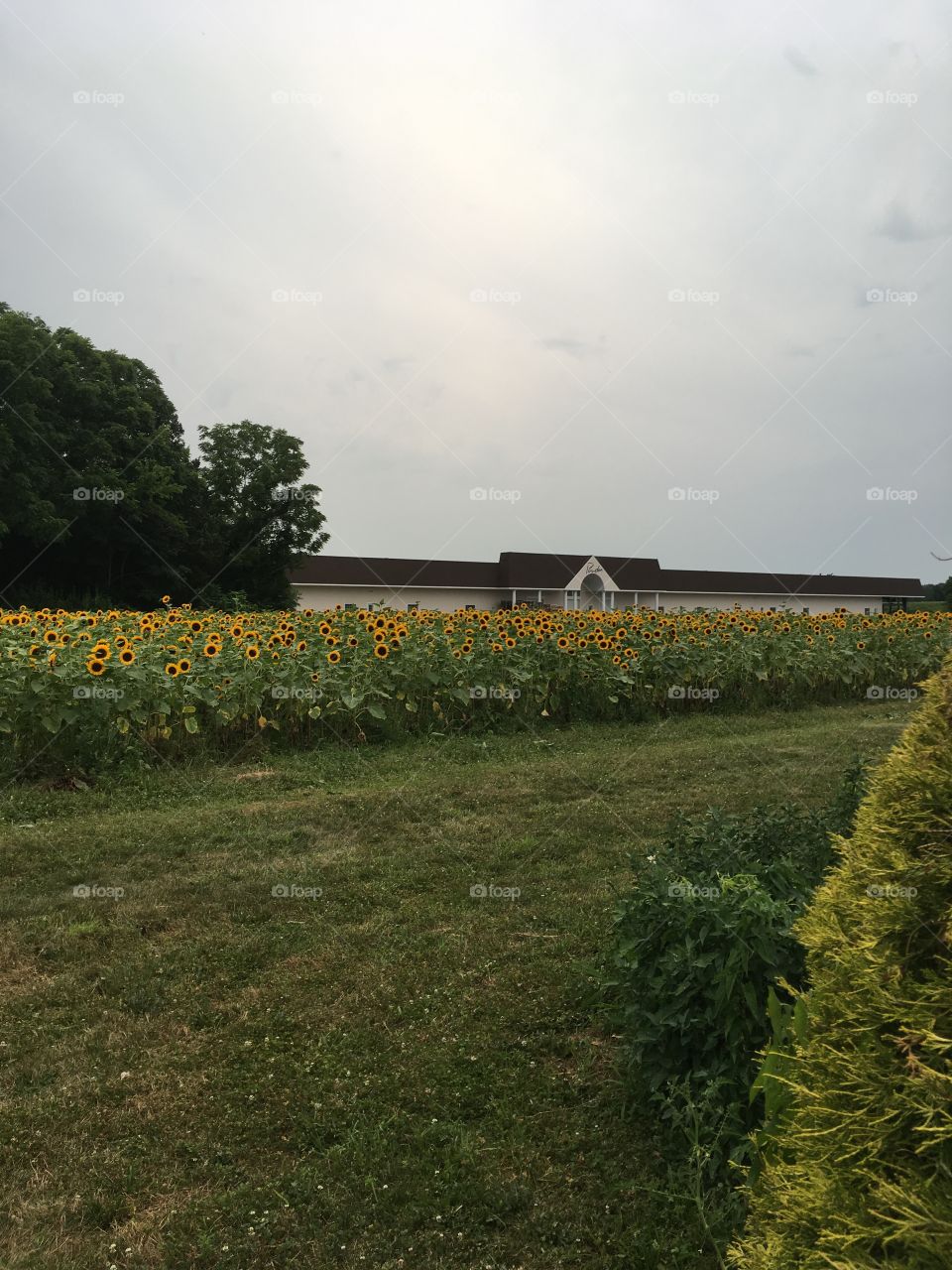 A field of beautiful sunflowers.
