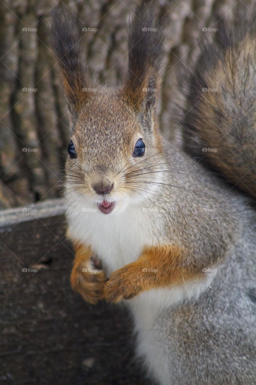 Squirrel