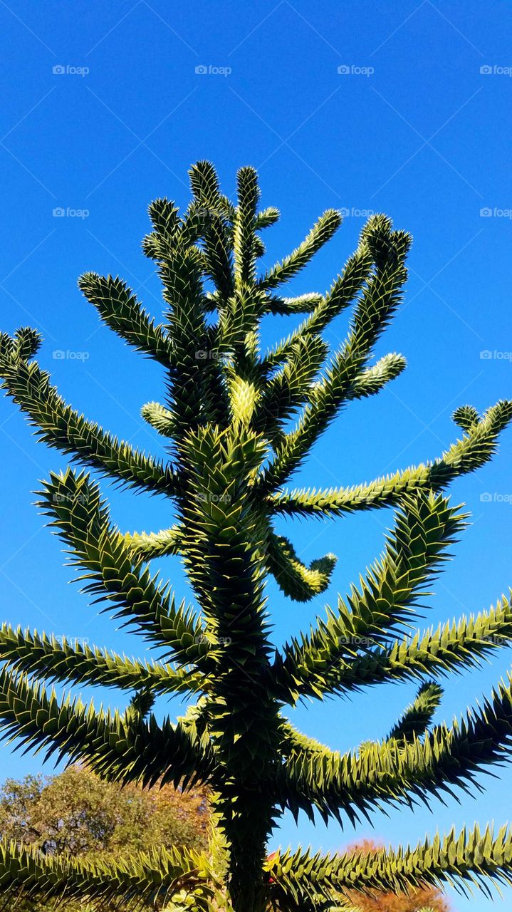 Monkey Puzzle  tree