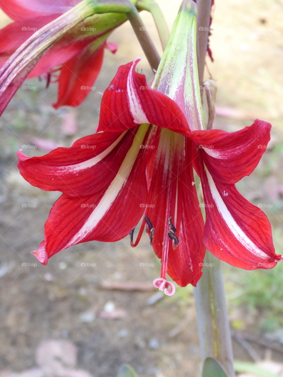 Red Flower @ Lokrum island