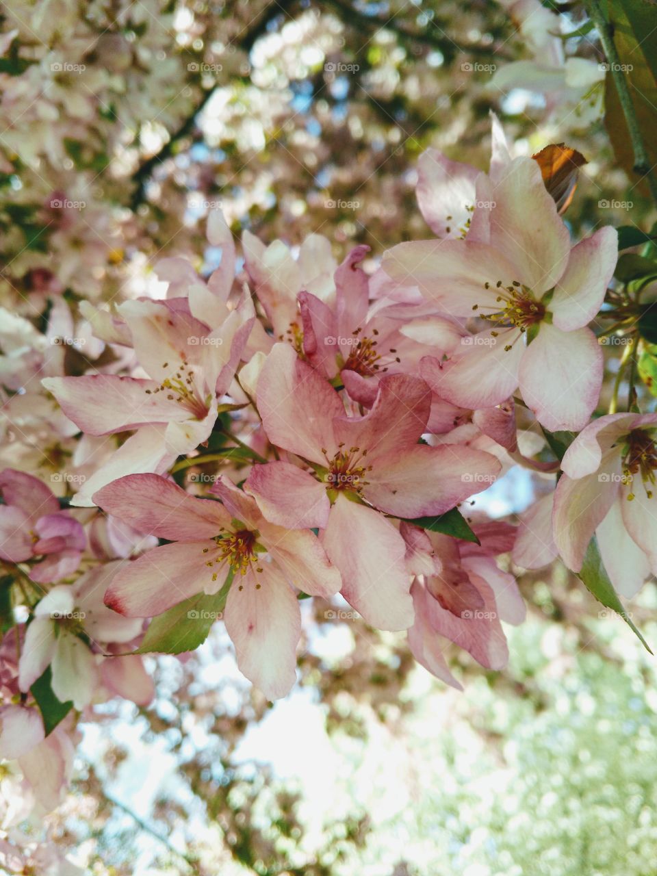 Flowers in Bloom