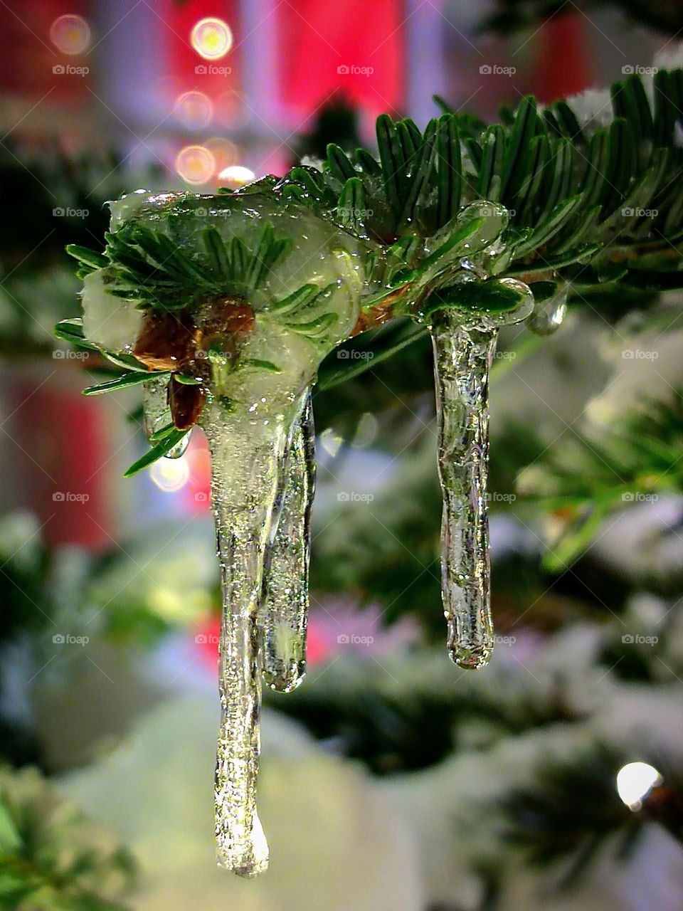 Icicles on a green branch of a fir tree