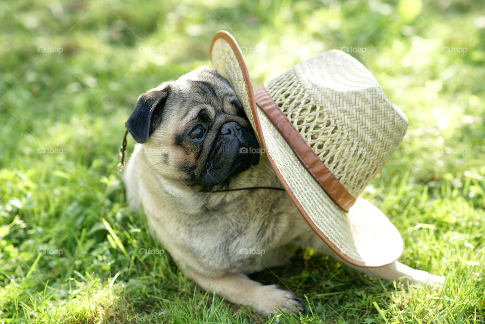 young morsiha wallows in the grass with straw hat