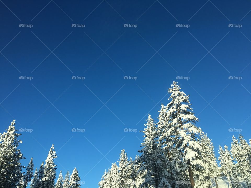 Blue bird winter sky 
