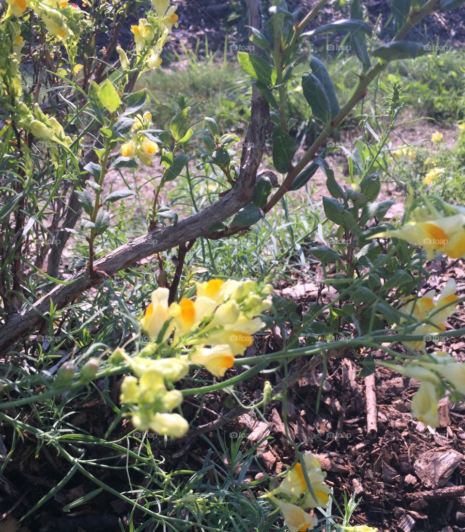 Wildflower growing amongst the blueberry bushes 