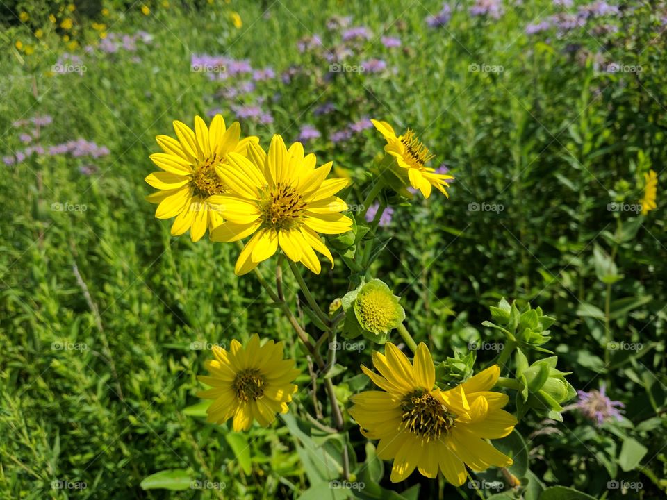 Happy sunflowers