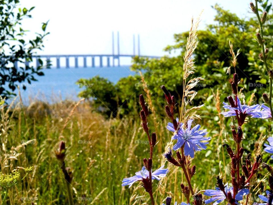 Summer on both sides of the bridge