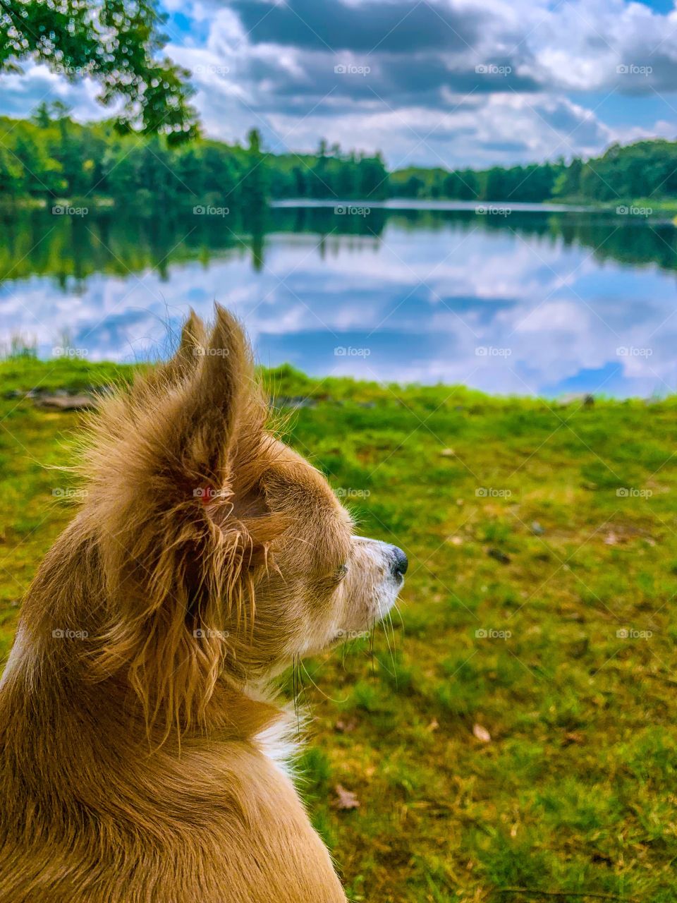 Dog viewing the lake in summer 