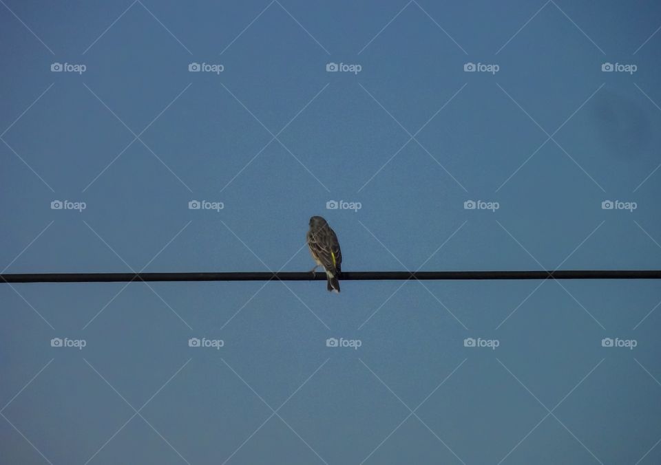 a bird sitting on the powerline
