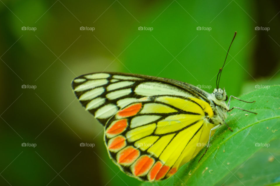 beautiful common jazebel Butterfly resting on green leaf.
Wonderful nature and it's stunning Colorful Creature's.