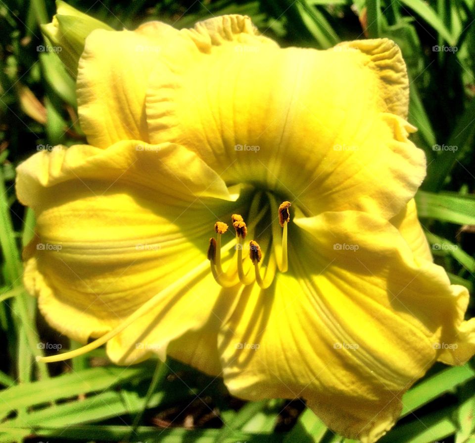 Yellow day lily 