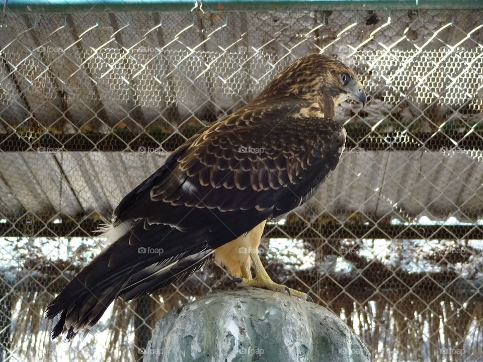 eagle resting in the shade