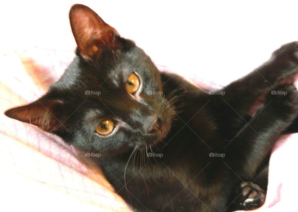 cat, kitten, black, black cat, cute, fuzzy, gold eyes, pretty, pets,