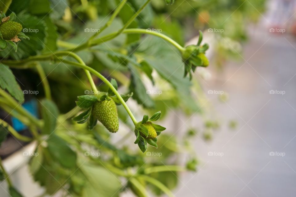 Close-up of plants