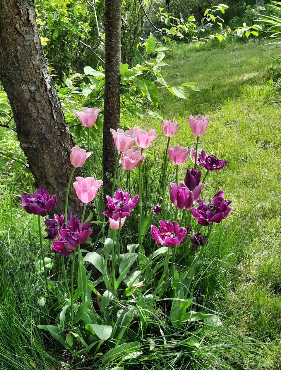 Group of magenta tulips