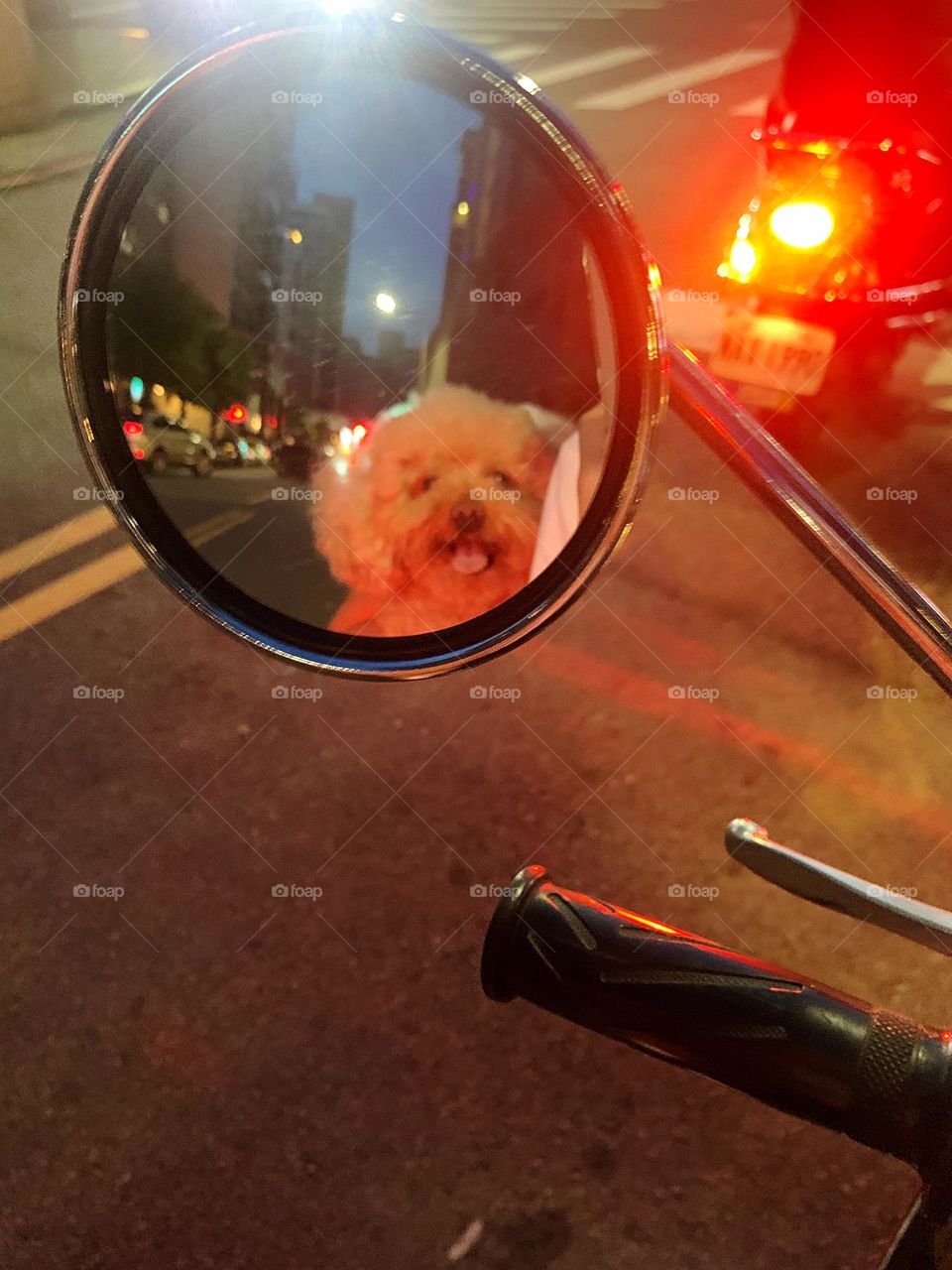 My baby dog cute face in the mirror 