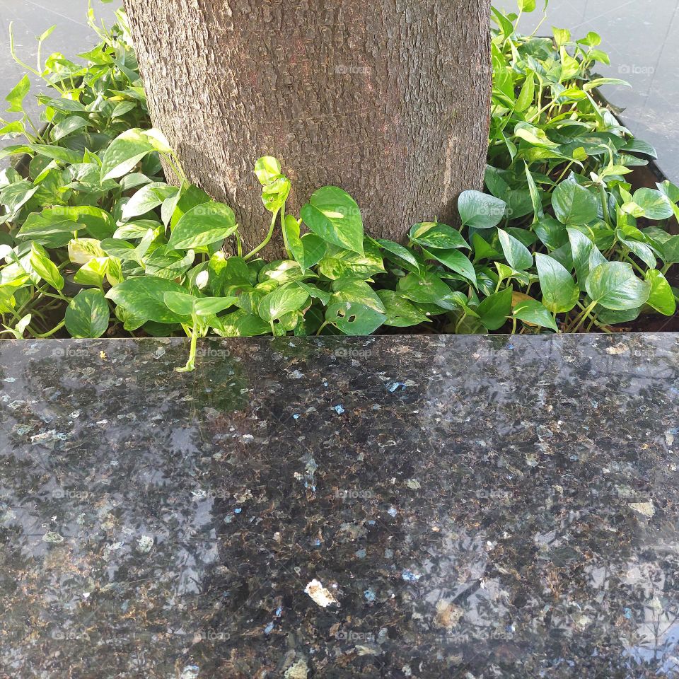 plants and tree trunks in the middle of the ceramics