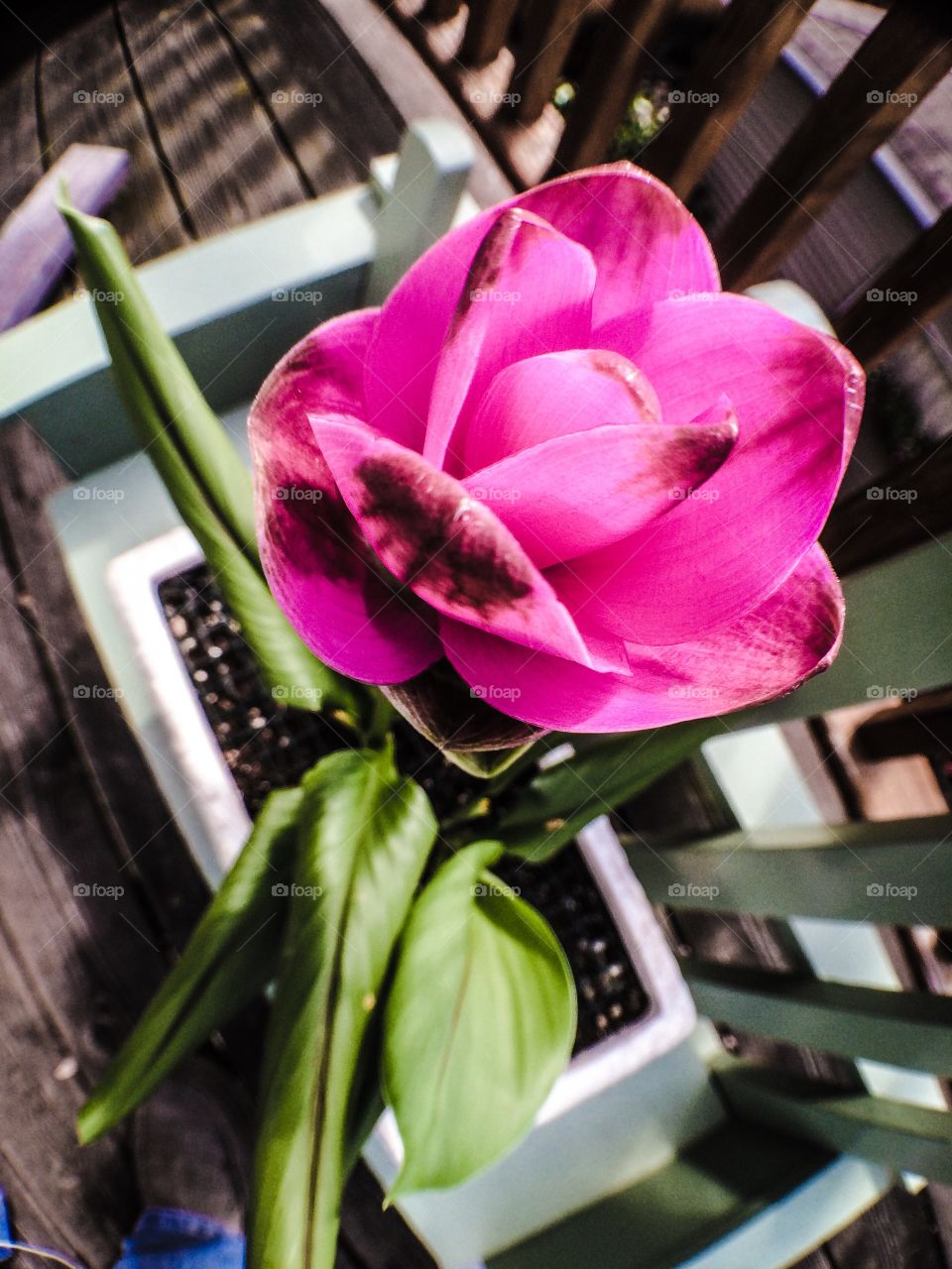 Siam tulip on display. 